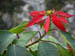 15 We saw lots of pointsettia