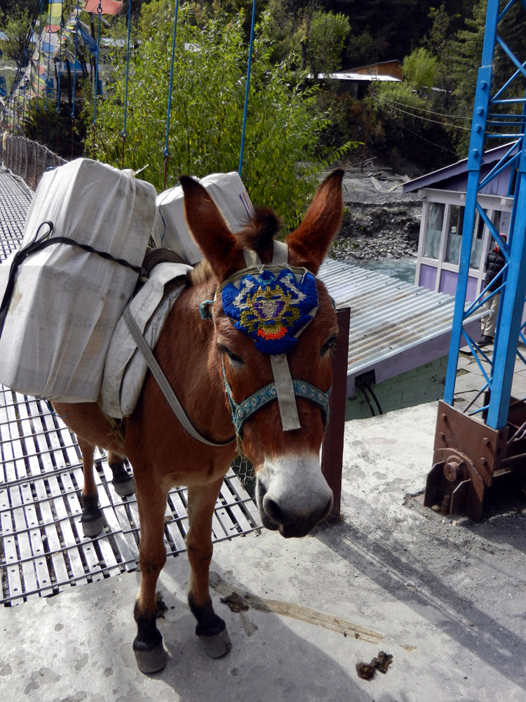 16 He was very proud of his headress so he was!  Don't you think he looks good!