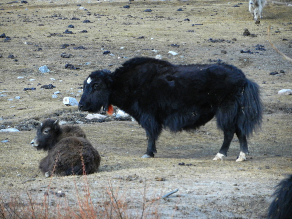 25 A Black Yak