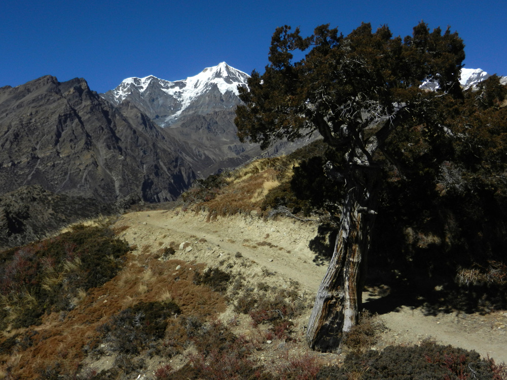 13 A fine old juniper tree