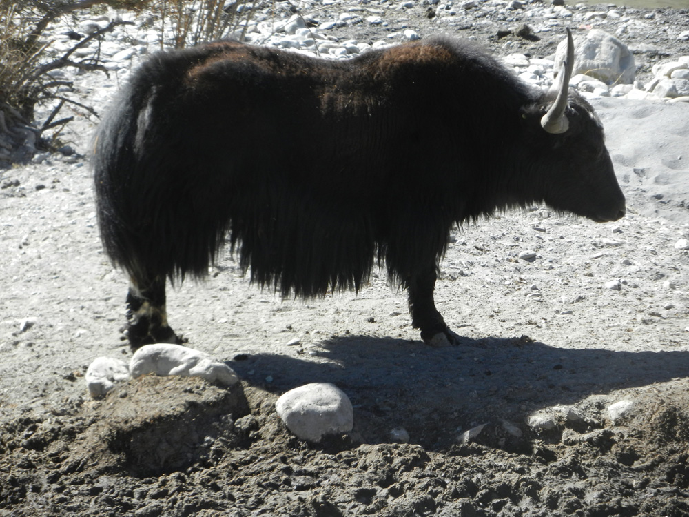 06 A black yak