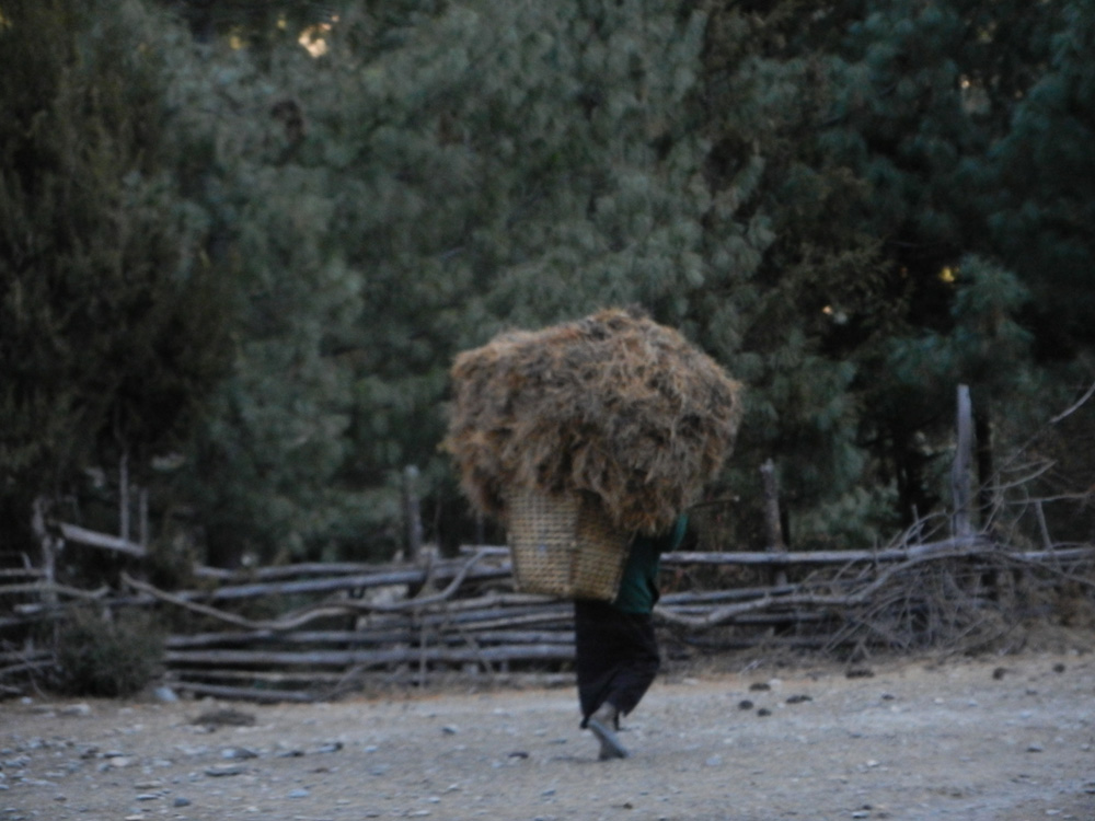 13 A walking haystack