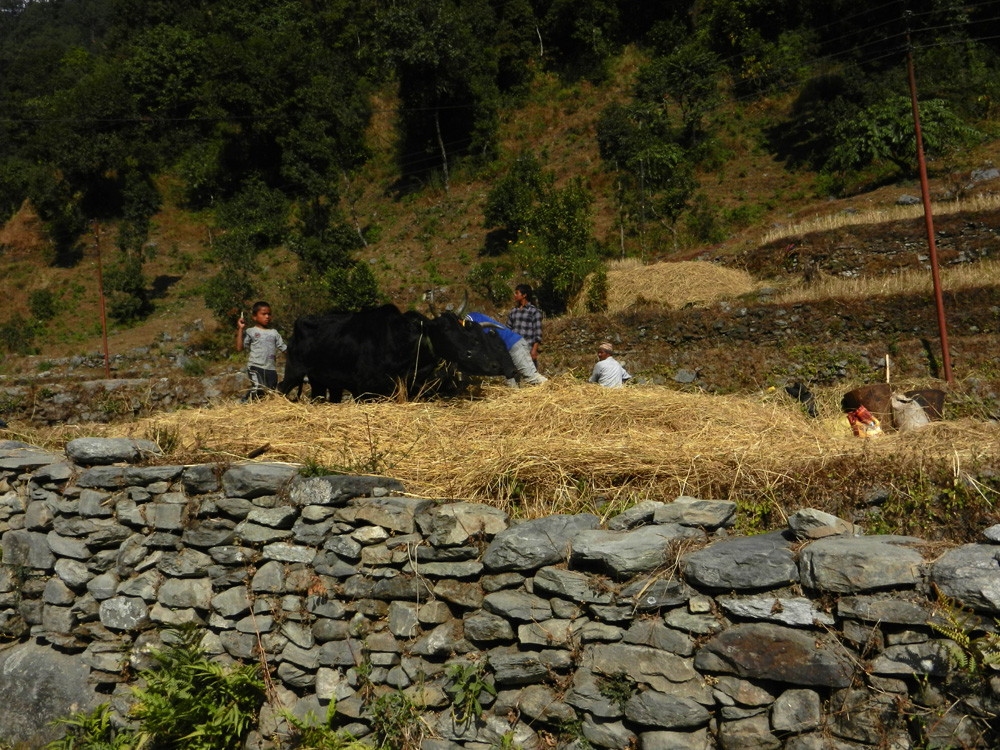 06 Threshing rice wtih oxen treading the straw and heads