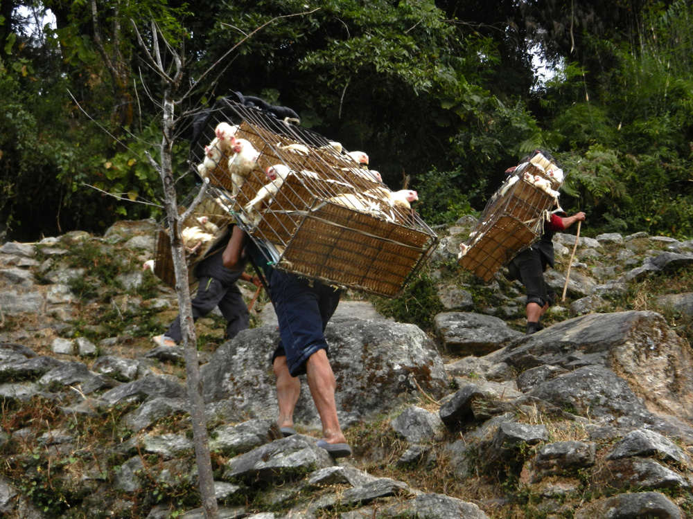 10 Lotsa chickens going to market!