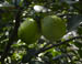 08 A couple of stray grapefruit in an orange orchard