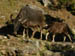 03 A patient mother water buffalo and her calf