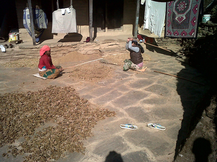 07 Two women threshing millet with flat flexible sticks