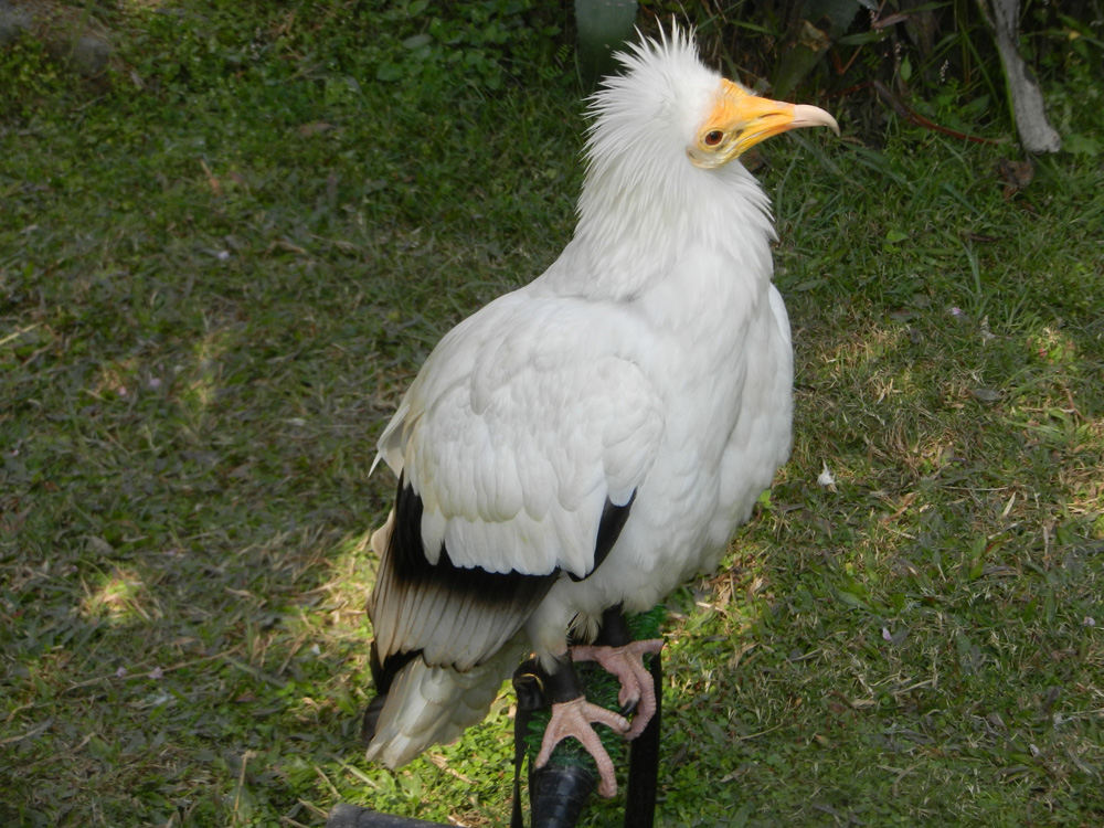 03 Vulture trained to pick up thermals