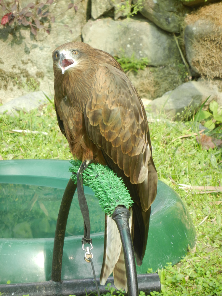 05 Orphaned hawk 2