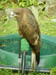 04 Orphaned hawk 1