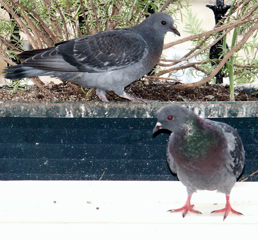 05 Pigeons on Window Ledge 2