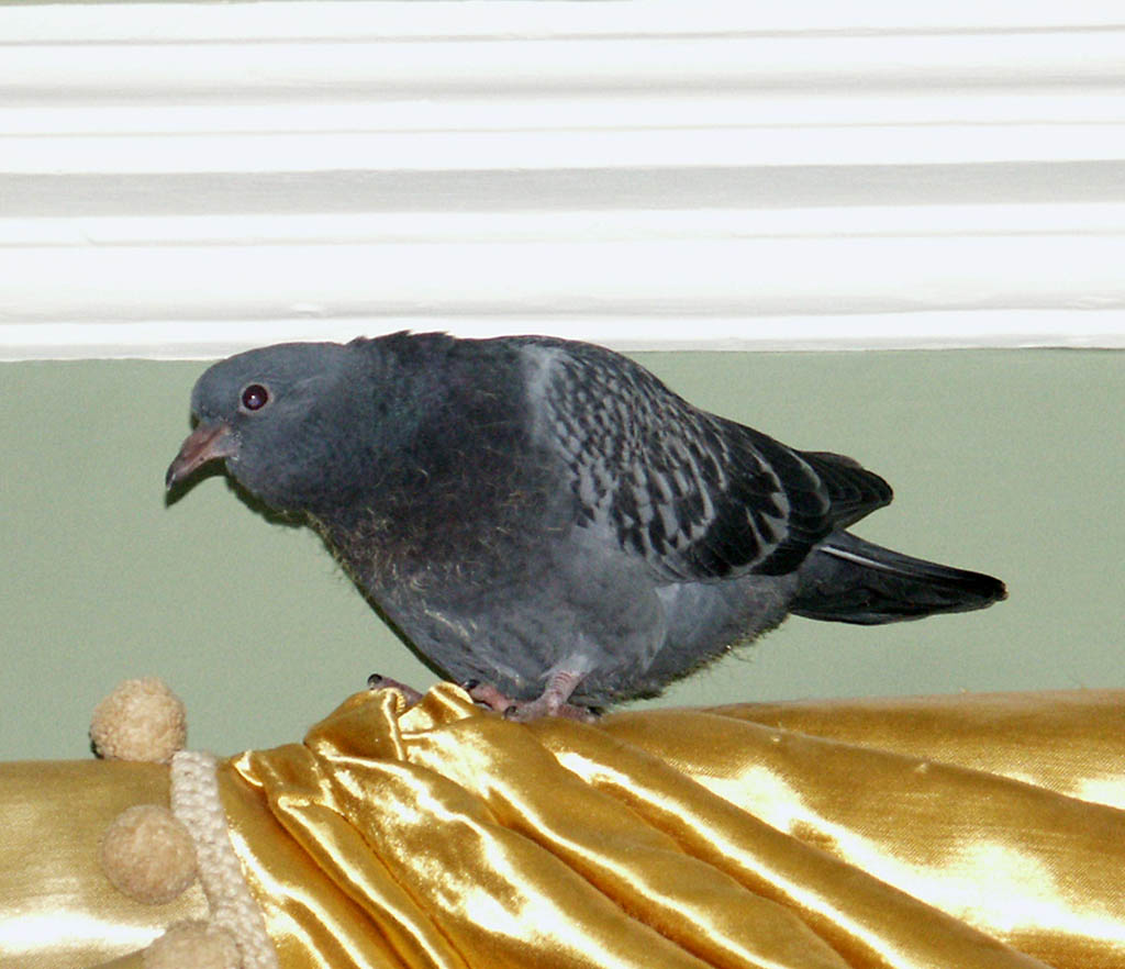 08 Pigeon on Pelmet 2