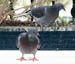 04 Pigeons on Window Ledge 1