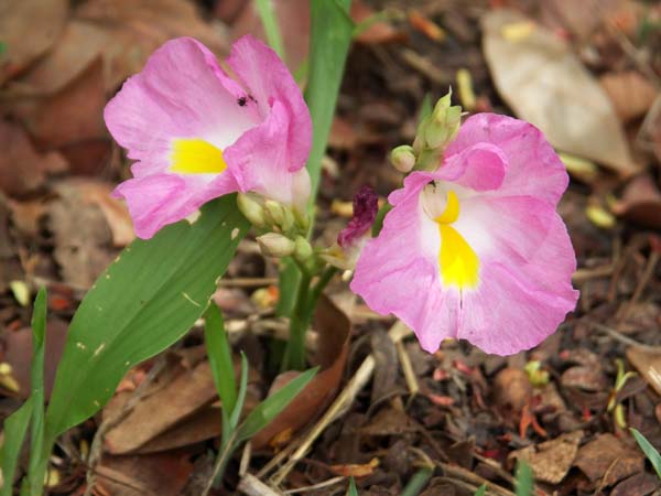 11 African flowers 1