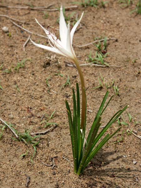 12 African crocus 1