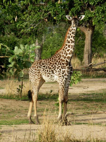 16 Giraffe 1