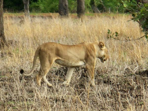 20 Lioness