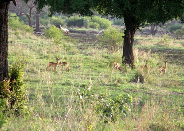 28 Impala group