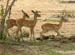 15 Impala creche