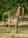 16 Giraffe 1