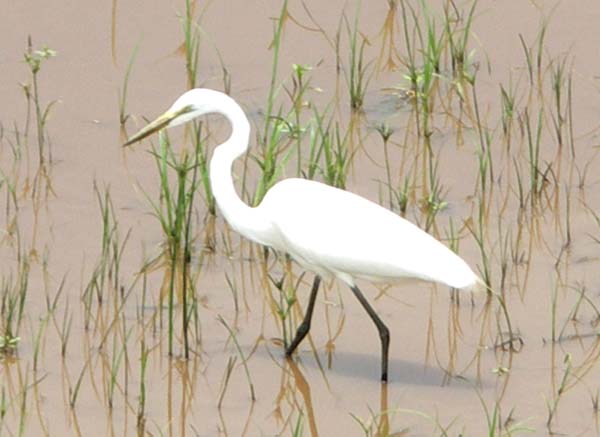 18 Greater egret fishing