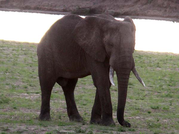 22 Elephant by the Luwangwa