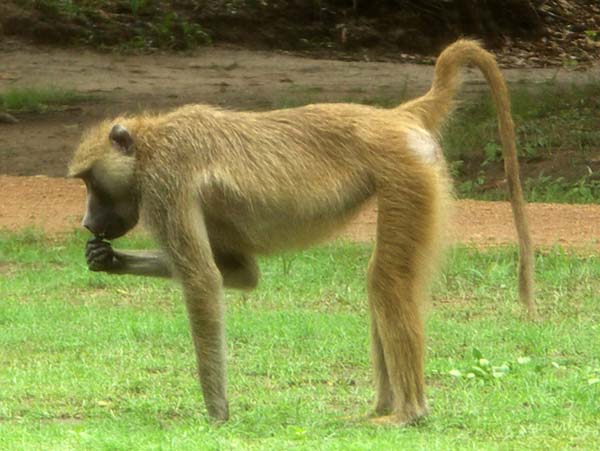 29 Baboon 2