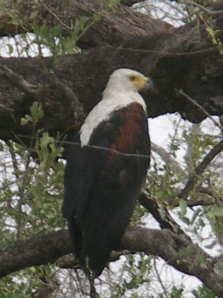 32 Fish eagle