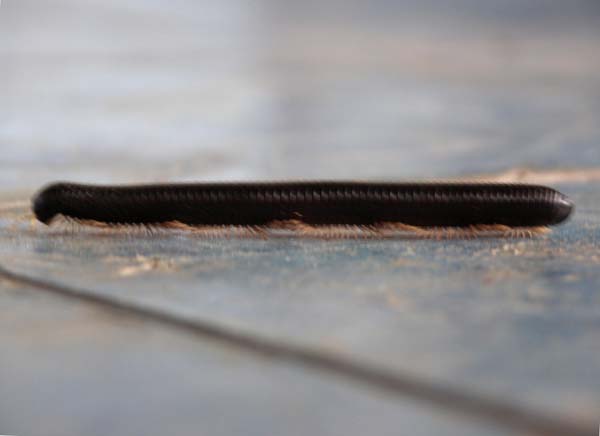 40 Millipede on the run