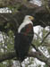 32 Fish eagle