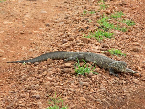 07 Nile Monitor Lizard 1
