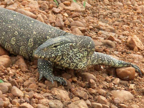 08 Nile Monitor Lizard 2