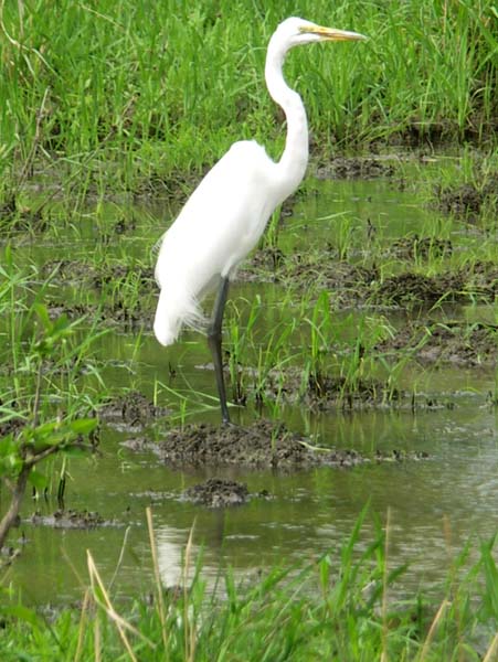 10 Great Egret