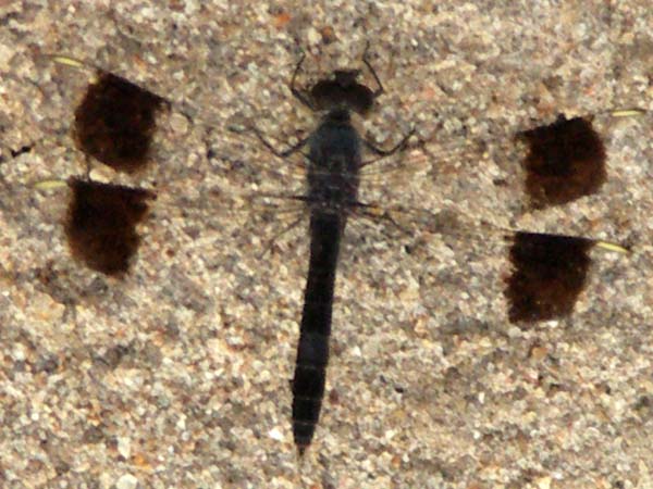 22 Helicopter damsel fly
