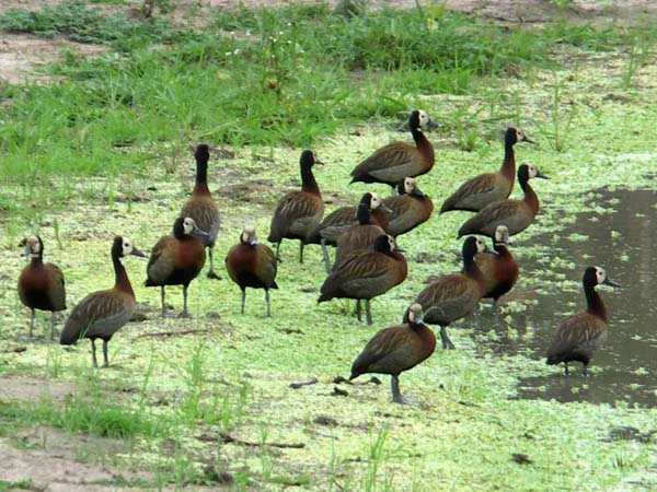 30 White-faced whistling ducks