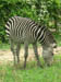 05 Plains zebra
