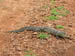 07 Nile Monitor Lizard 1