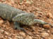 08 Nile Monitor Lizard 2