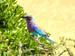 11 Lilac-breasted roller