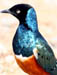 12 Superb starling