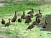 30 White-faced whistling ducks