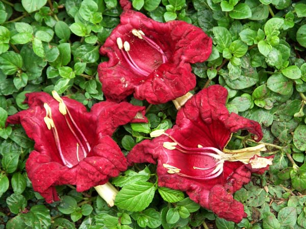 01 Sausage tree flowers