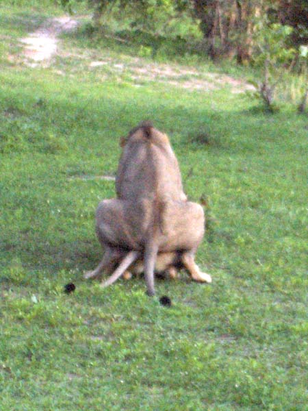 06 Lions copulating