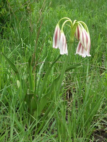 45 Swamp lilies 1