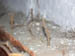 11 Termite handiwork 2