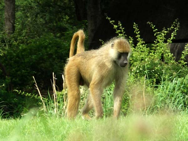 06 Baboon 1