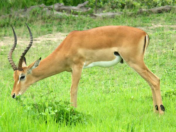 12 Impala buck 1