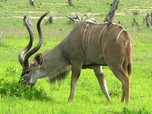 17 Kudu 2