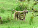 07 Baboon mother with young