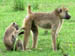 08 Baboons preening 1